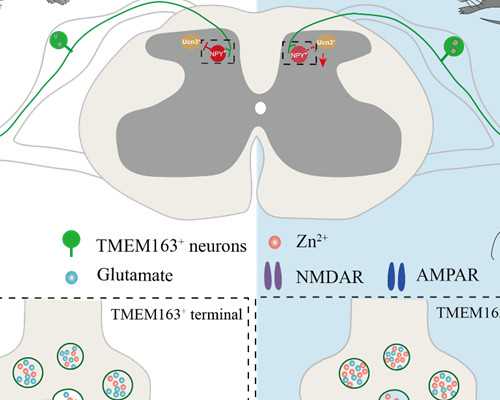 用别人的卵子做试管合法吗?